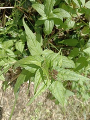 Eupatorium shimadae