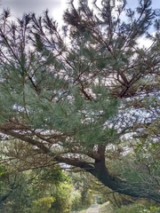 Pinus morrisonicola