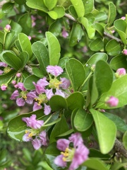 Malpighia emarginata