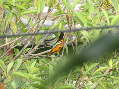 Icterus galbula