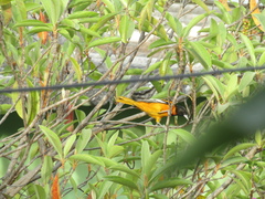 Icterus galbula