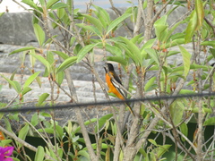 Icterus galbula
