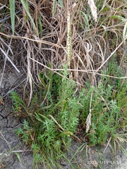 Epilobium hirtigerum