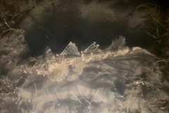 Platycephalidae