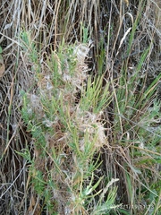 Epilobium hirtigerum