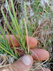 Epilobium hirtigerum
