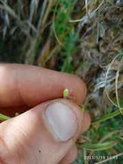 Epilobium hirtigerum