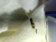 Opogona comptella