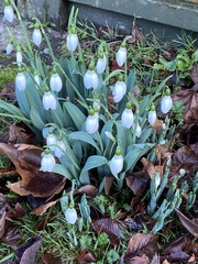 Galanthus