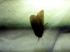 Bityla defigurata