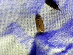 Phaeosaces coarctatella