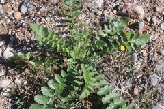 Brassiceae