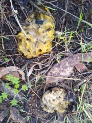 Hypomyces