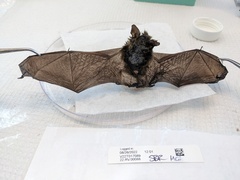 Yangochiroptera