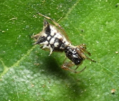 Micrathena picta