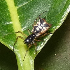 Micrathena picta