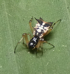 Micrathena picta