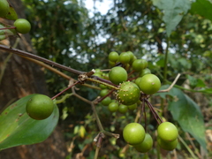 Smilax zeylanica