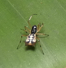 Micrathena picta