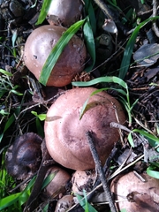 Agaricus brunneofibrillosus