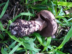 Agaricus brunneofibrillosus
