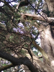 Agaricus brunneofibrillosus