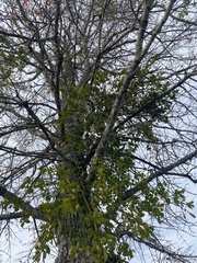 Phoradendron leucarpum