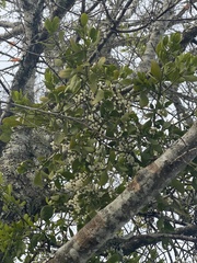 Phoradendron leucarpum