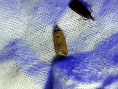 Phaeosaces coarctatella