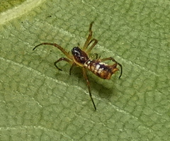 Micrathena fissispina