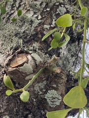 Phoradendron leucarpum