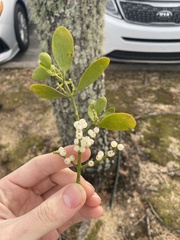 Phoradendron leucarpum