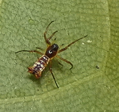 Micrathena fissispina