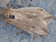 Mythimna separata