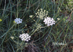 Ammi majus