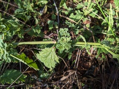 Verbena lasiostachys