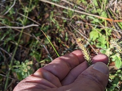 Verbena lasiostachys