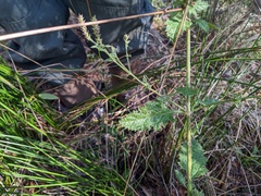 Verbena lasiostachys