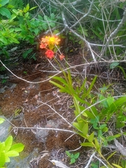 Epidendrum fulgens