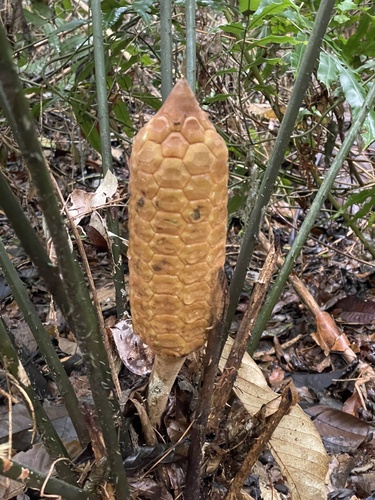 Zamia neurophyllidia (Zamia neurophyllidia)