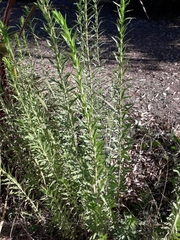Solidago chilensis