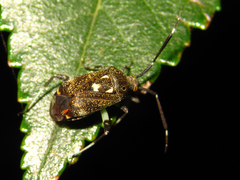 Eurystylus coelestialium