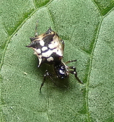 Micrathena picta