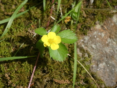 Potentilla canadensis