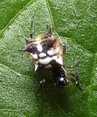 Micrathena picta