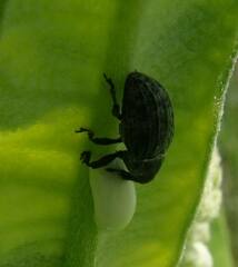 Rhyssomatus lineaticollis