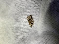 Harmologa amplexana