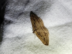 Austrocidaria gobiata