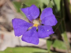 Scaevola striata