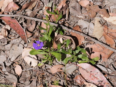 Scaevola striata